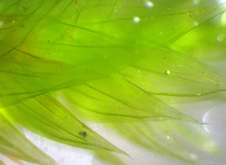 Muschio su salice - Leucodon sciuroides